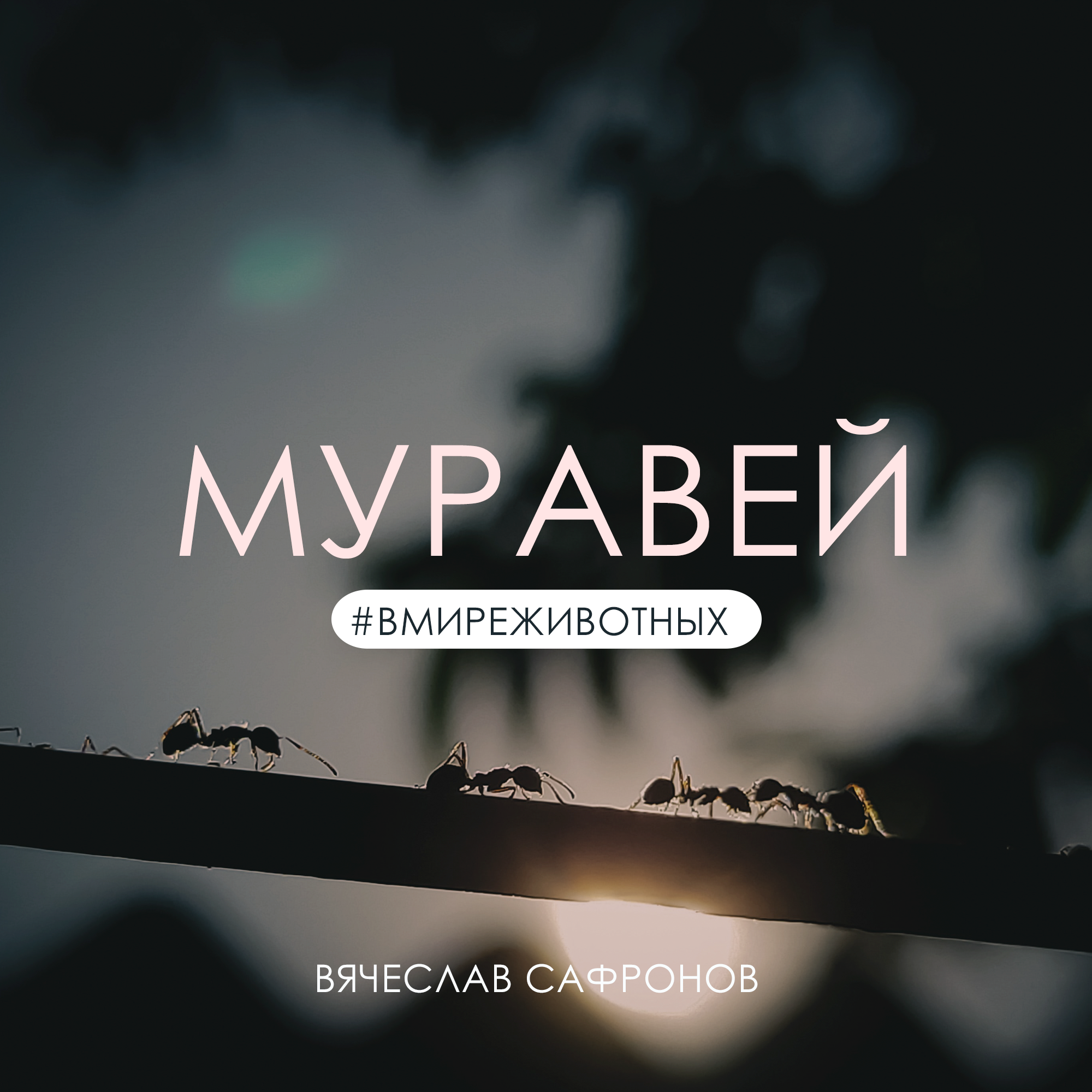 Муравей | Вячеслав Сафронов