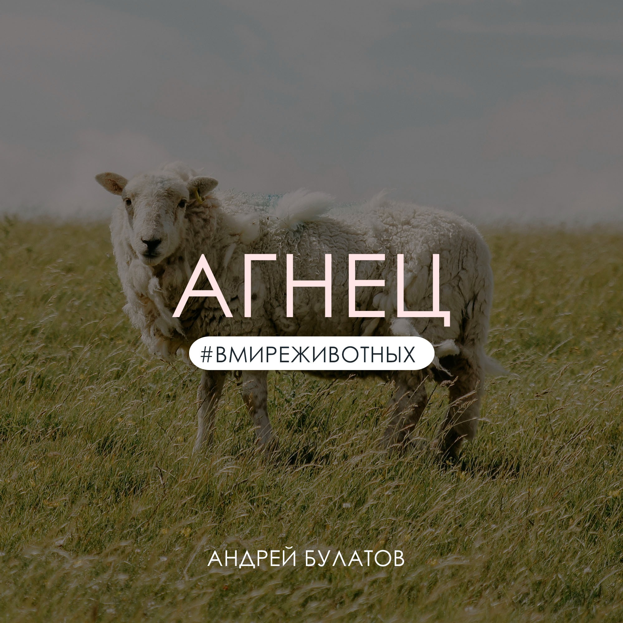Агнец | Андрей Булатов