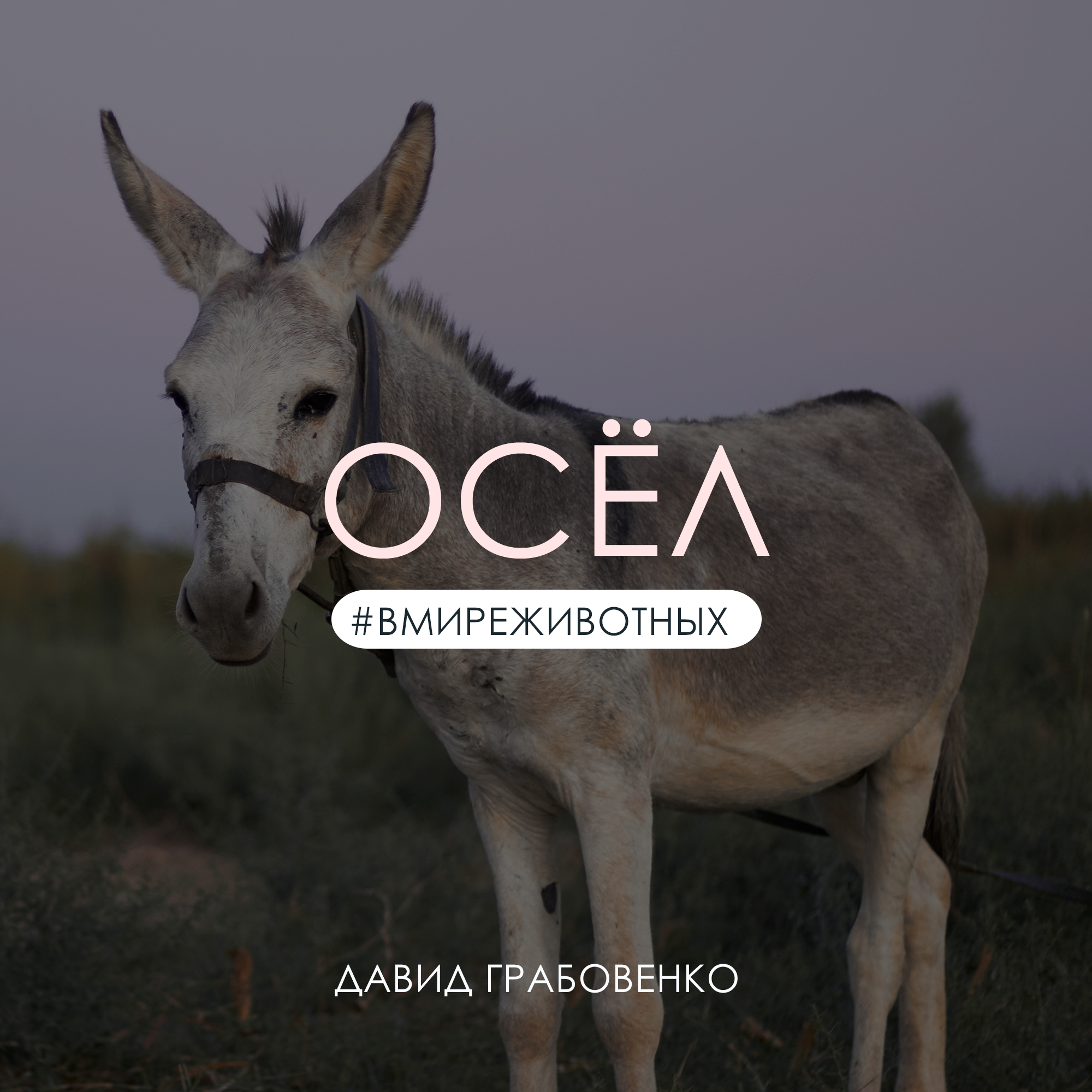 Осел | Давид Грабовенко