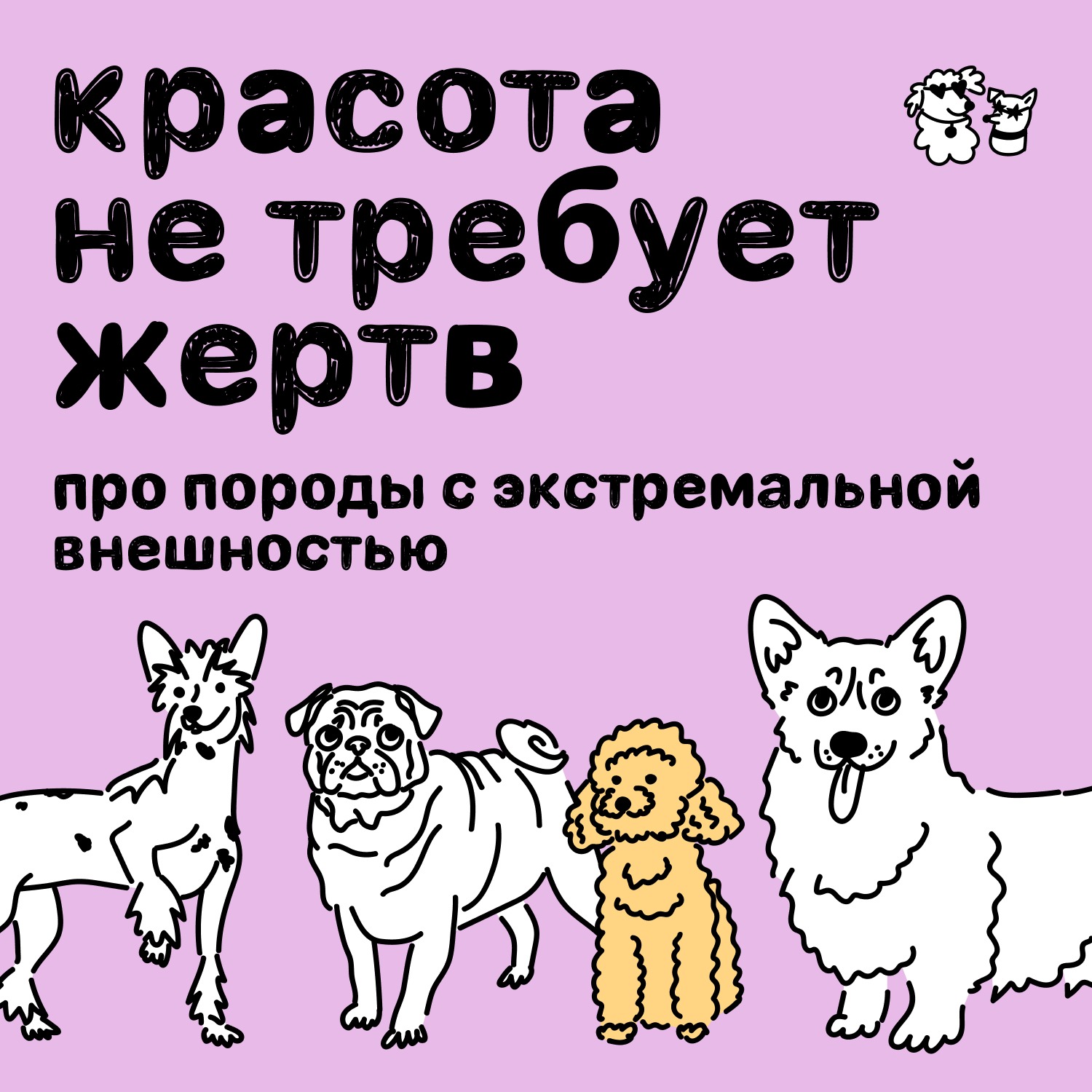 Красота не требует жертв! Про породы с экстремальной внешностью