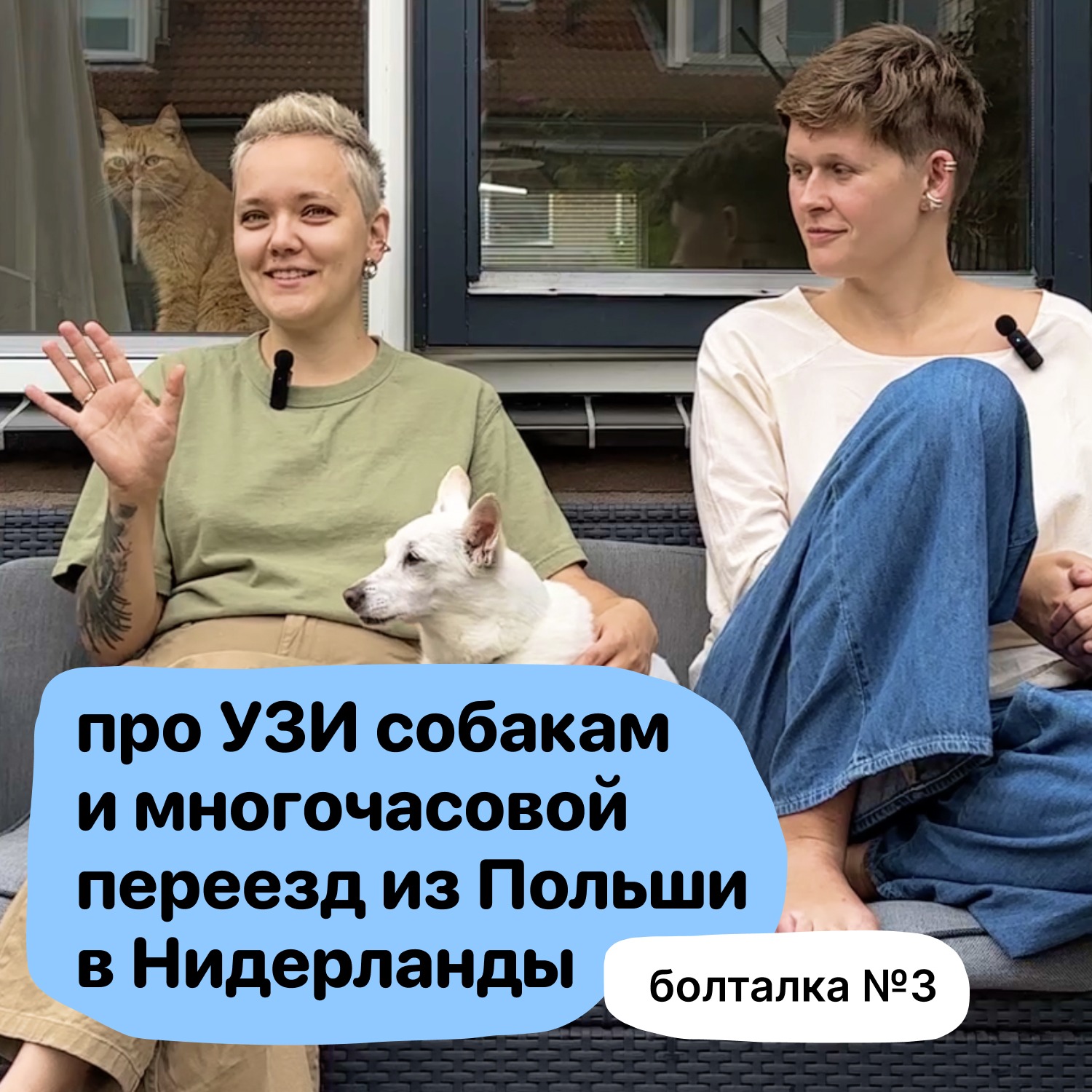 Болталка №3. Про переезд с собаками на машине, обустройство нового дома и сложности с УЗИ для собак episode artwork