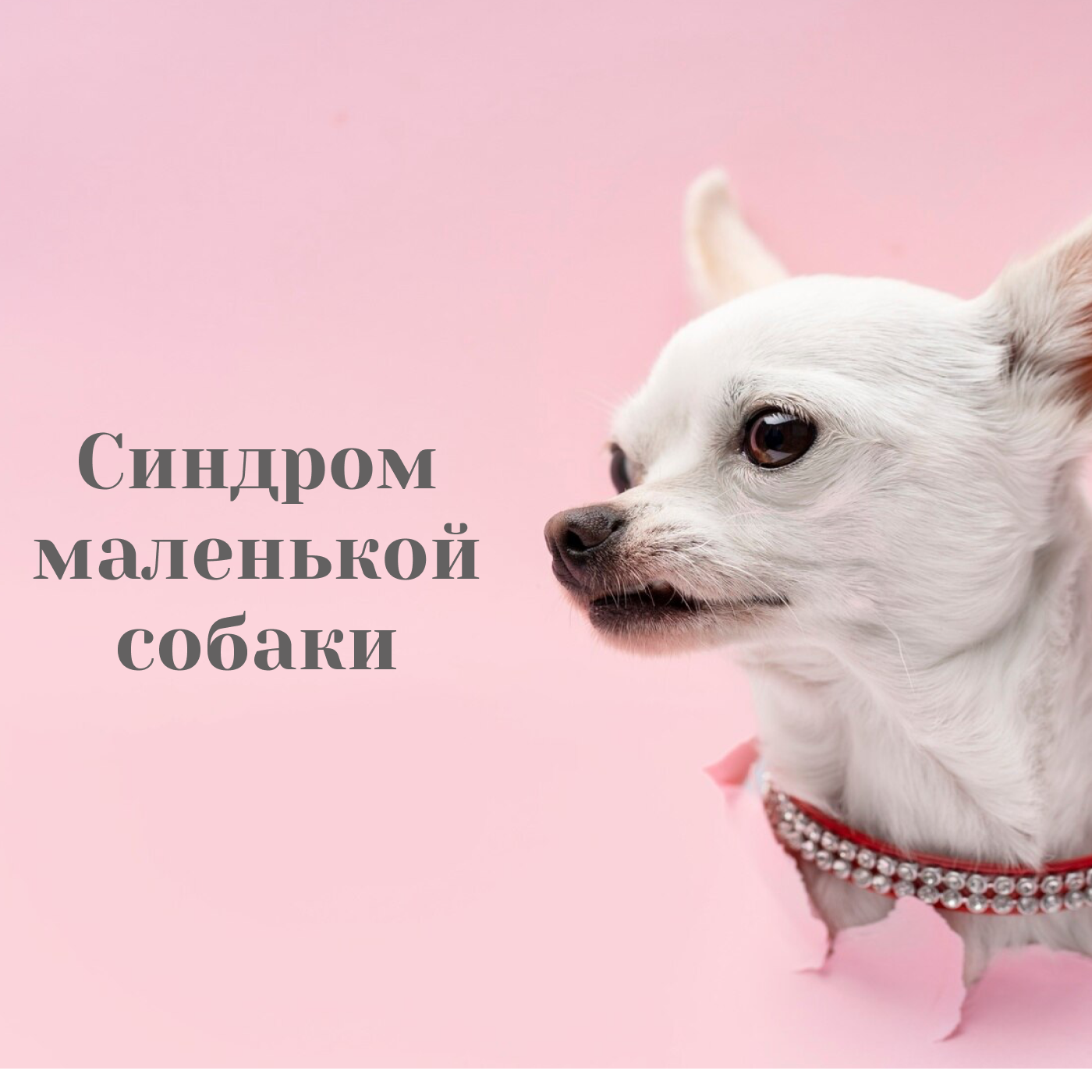 Синдром маленькой собаки podcast