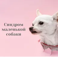 Синдром маленькой собаки