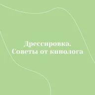 Дрессировка. Советы от кинолога