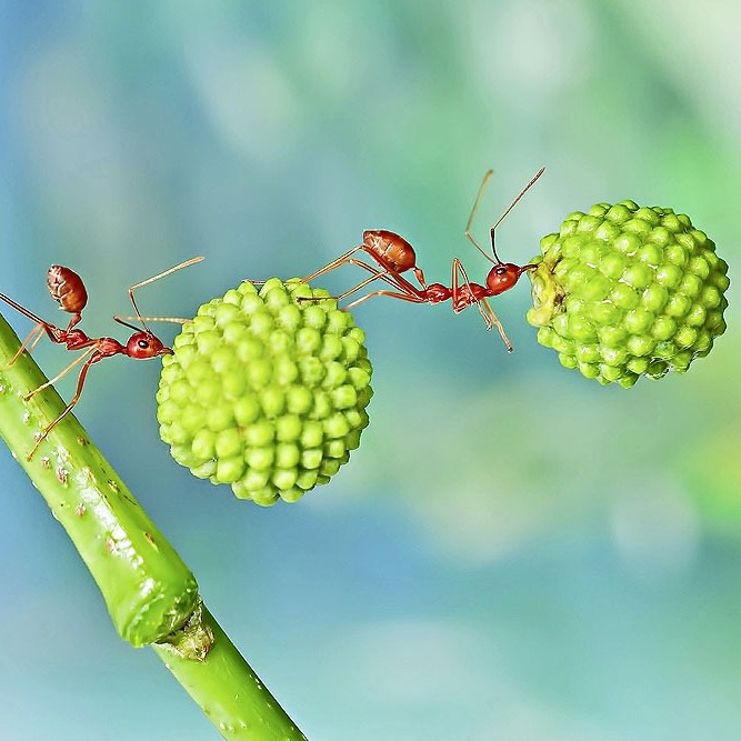 Законы муравейника episode artwork