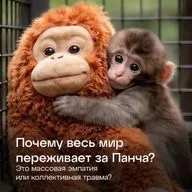 Почему весь мир переживает за Панча? Это массовая эмпатия или коллективная травма?